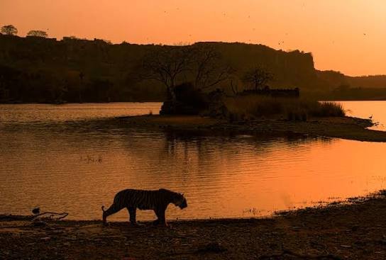 Wildlife in Ranthambore