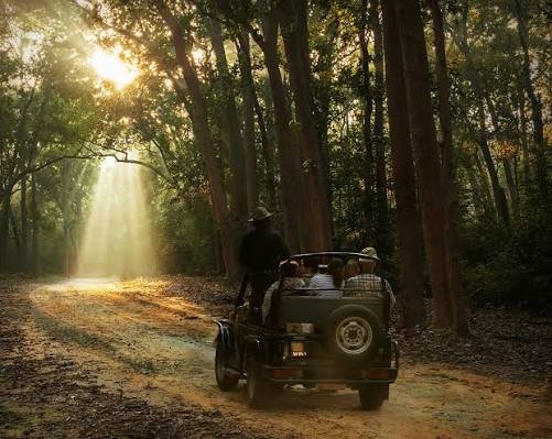 Tiger in a forest setting